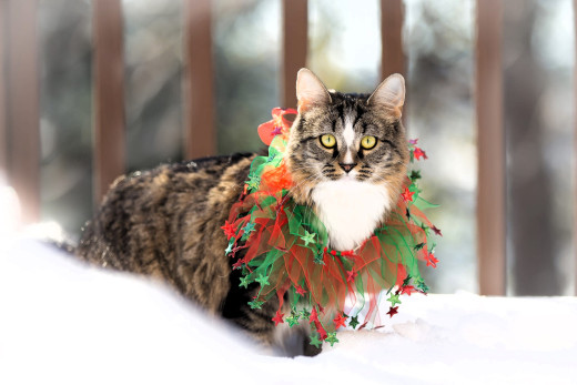 �1761777 �������(a): ����������:2048x1365